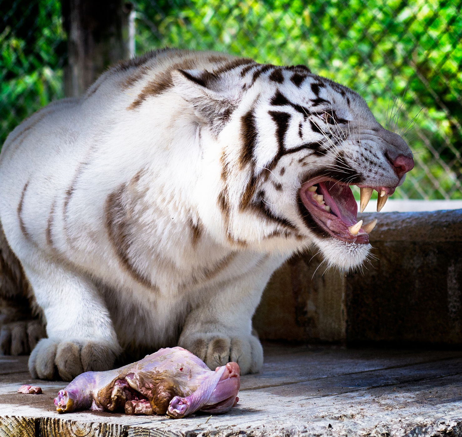 Snow the tiger